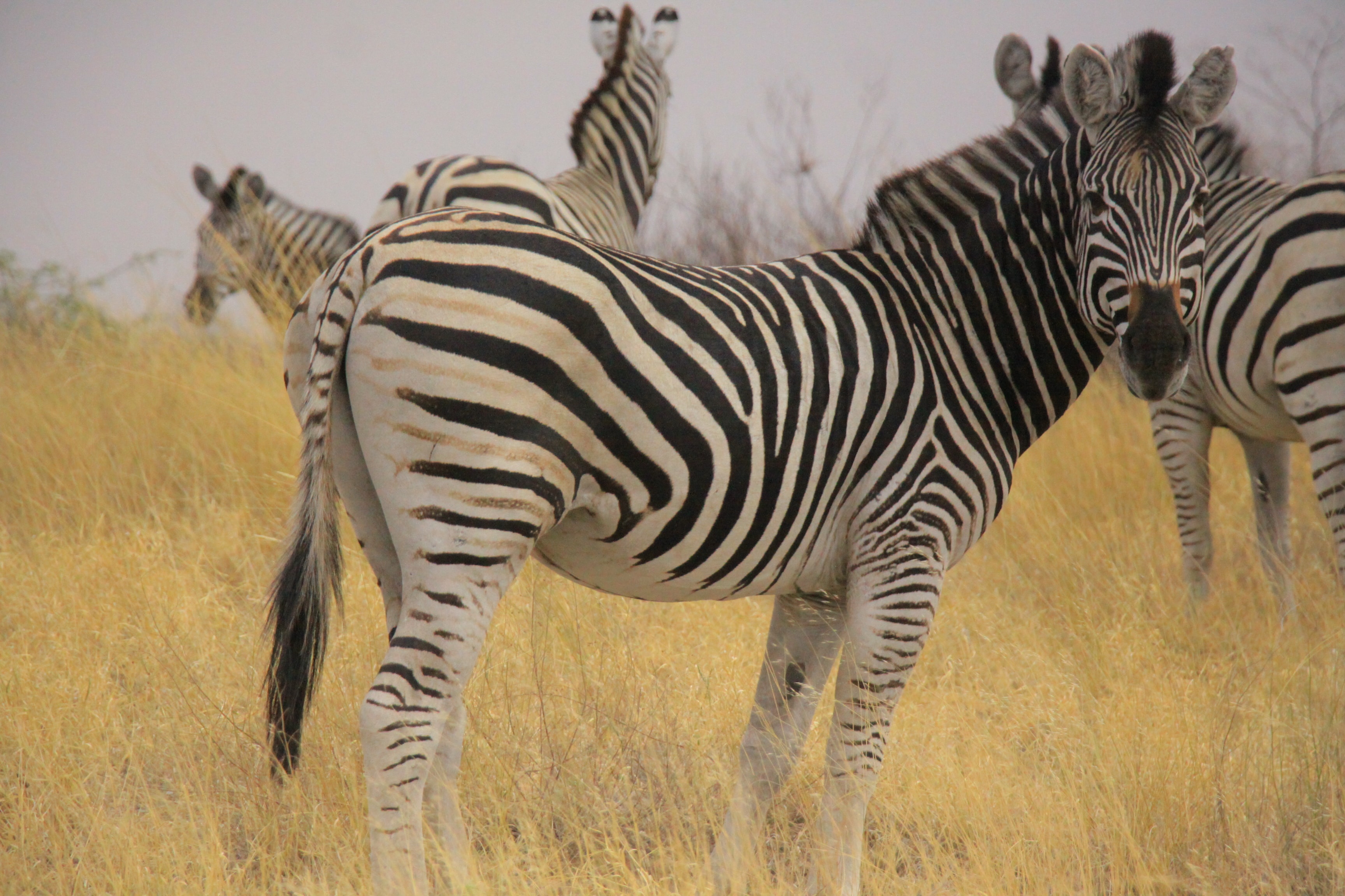 Across the Chobe