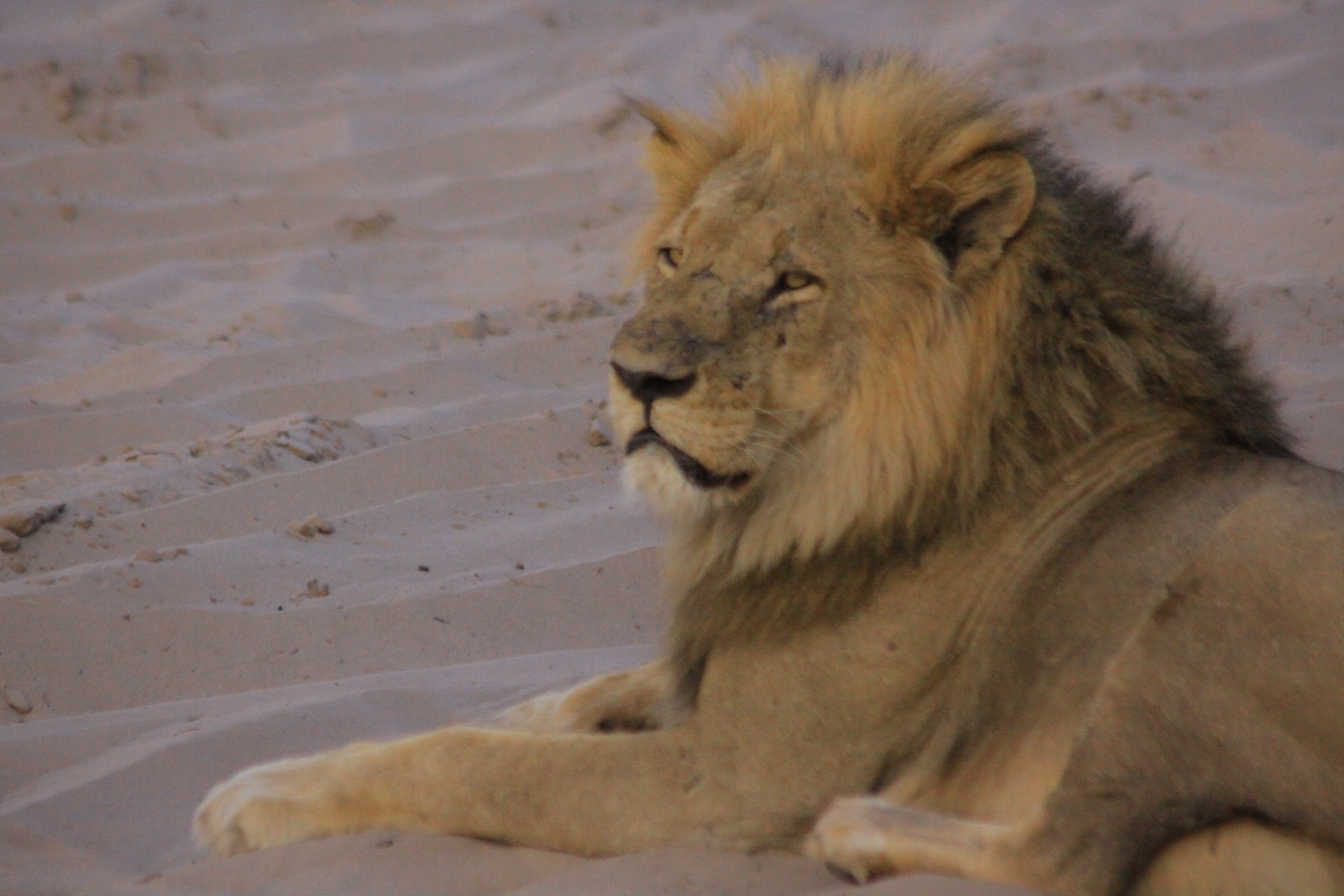 Chobe Day Trip