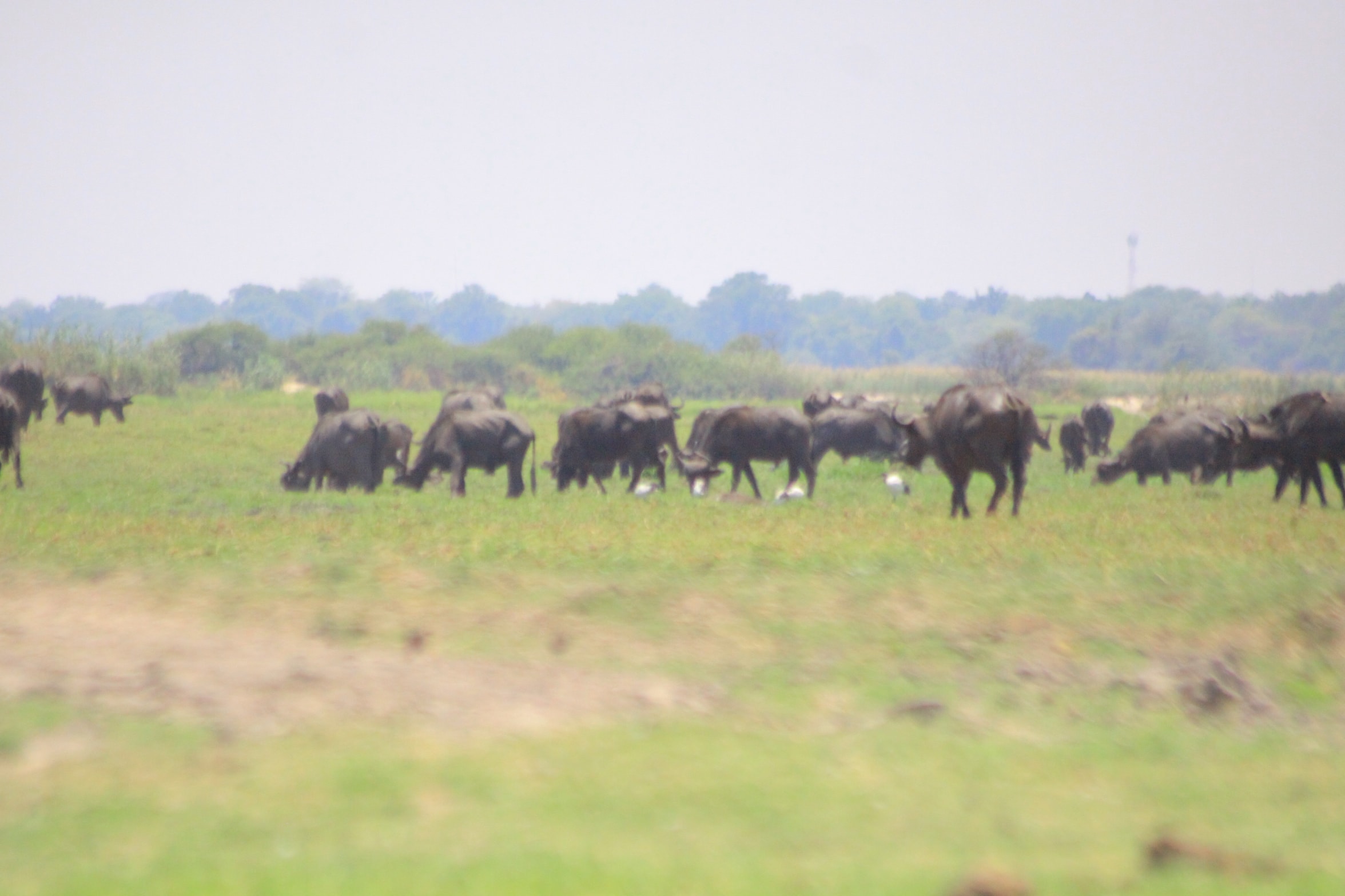 Chobe Half-Day Game Drive
