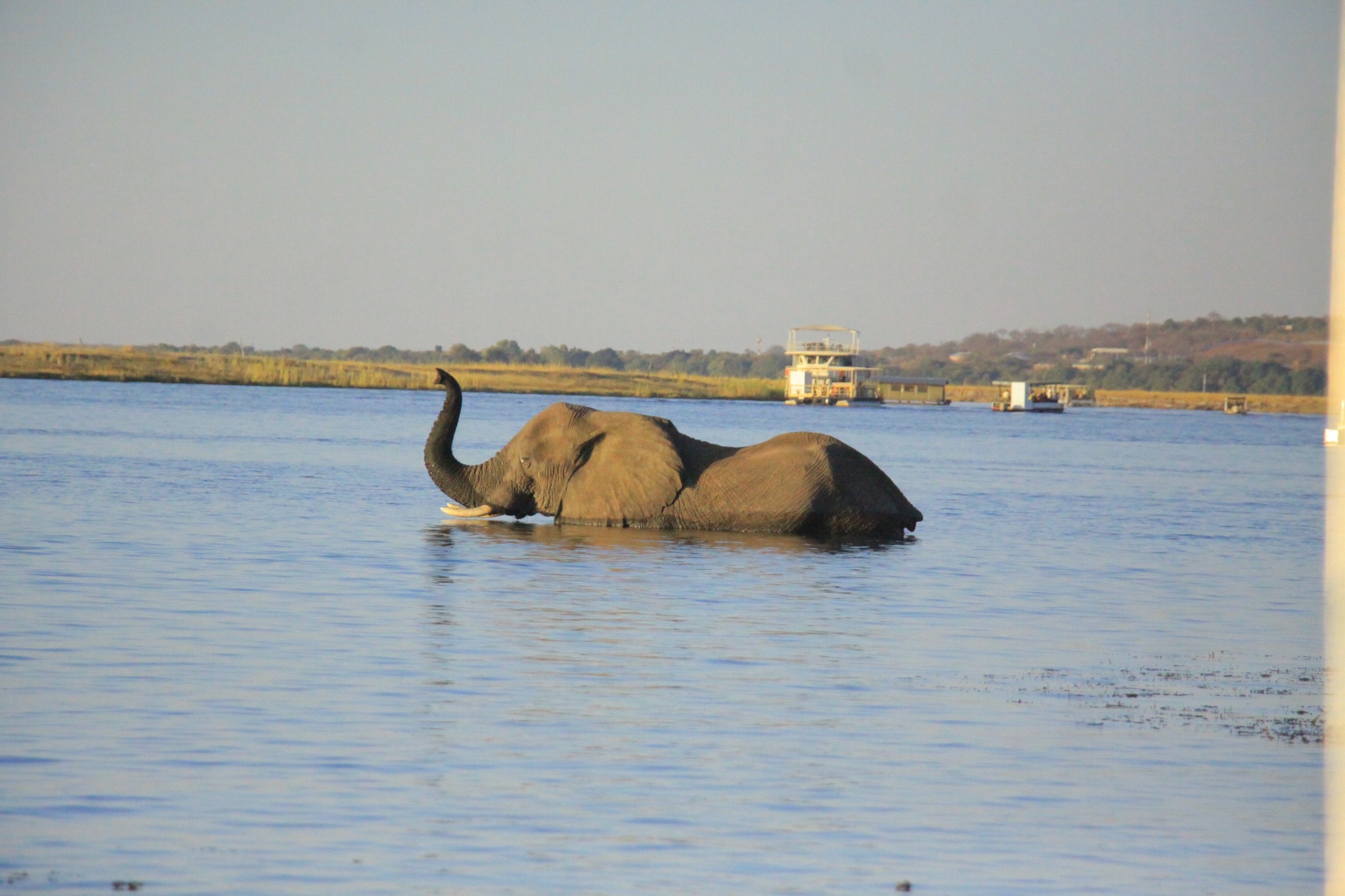 Chobe Night Drive