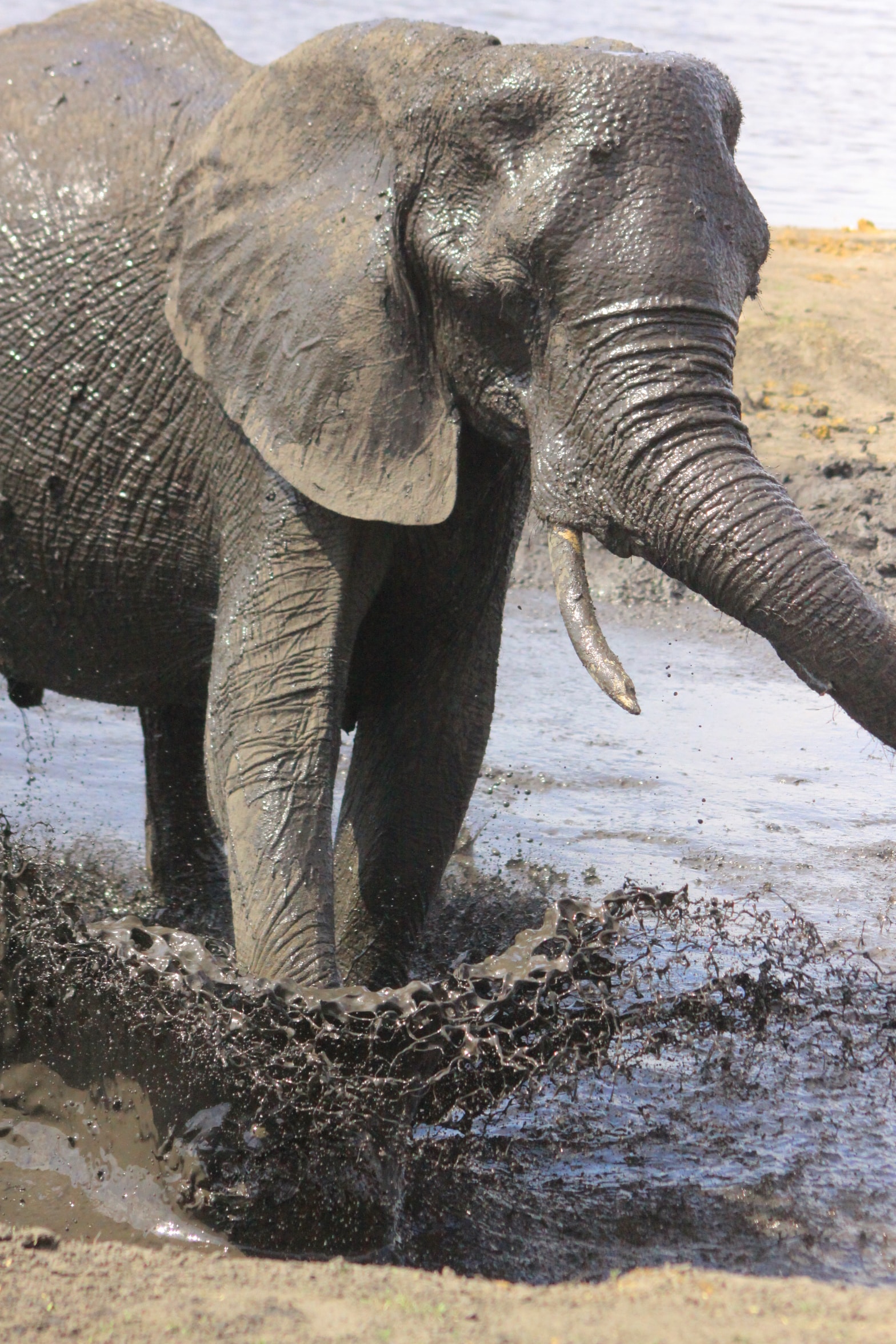 Photography Safaris